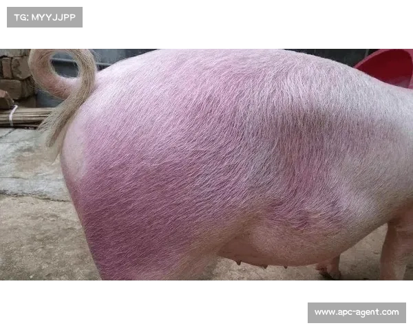 猪皮肤真菌传染病的有效治疗方法 猪皮肤真菌传染病的有效治疗方法